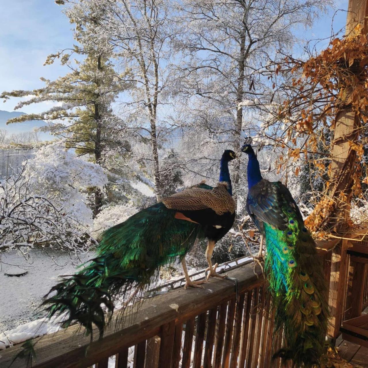 Bioagriturismo Vegan Campo Di Cielo Cesiomaggiore Zewnętrze zdjęcie