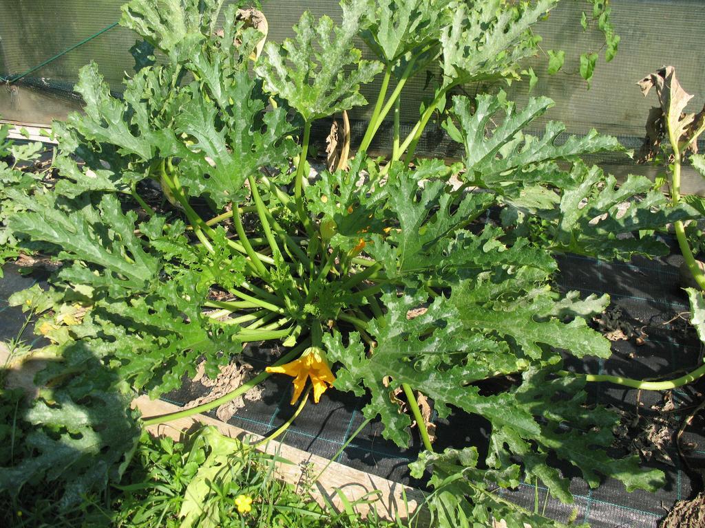 Bioagriturismo Vegan Campo Di Cielo Cesiomaggiore Zewnętrze zdjęcie