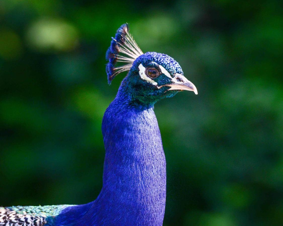 Bioagriturismo Vegan Campo Di Cielo Cesiomaggiore Zewnętrze zdjęcie